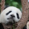 animal-1236875 Private Half-Day Chengdu Panda Breeding Center Tour with Optional Tour Guide