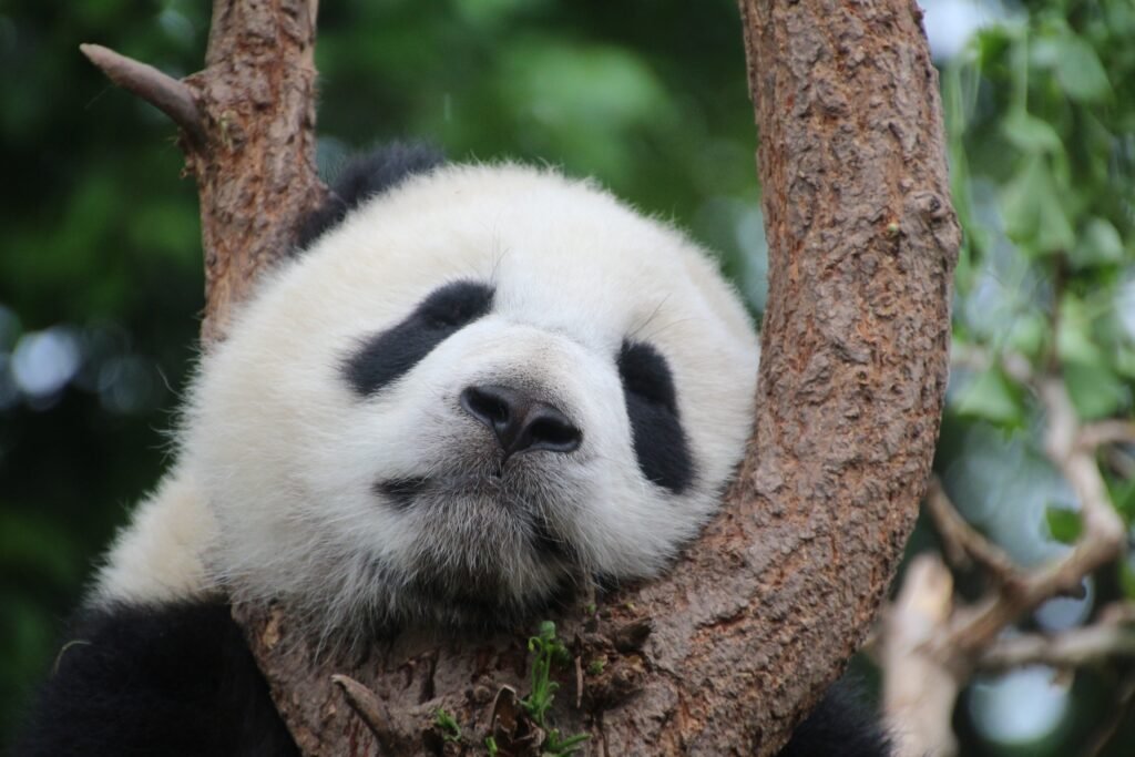 Private Half-Day Chengdu Panda Breeding Center Tour with Optional Tour Guide