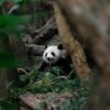 richard-tao-eE6XzJNjFJI-unsplash Private Half-Day Chengdu Panda Breeding Center Tour with Optional Tour Guide