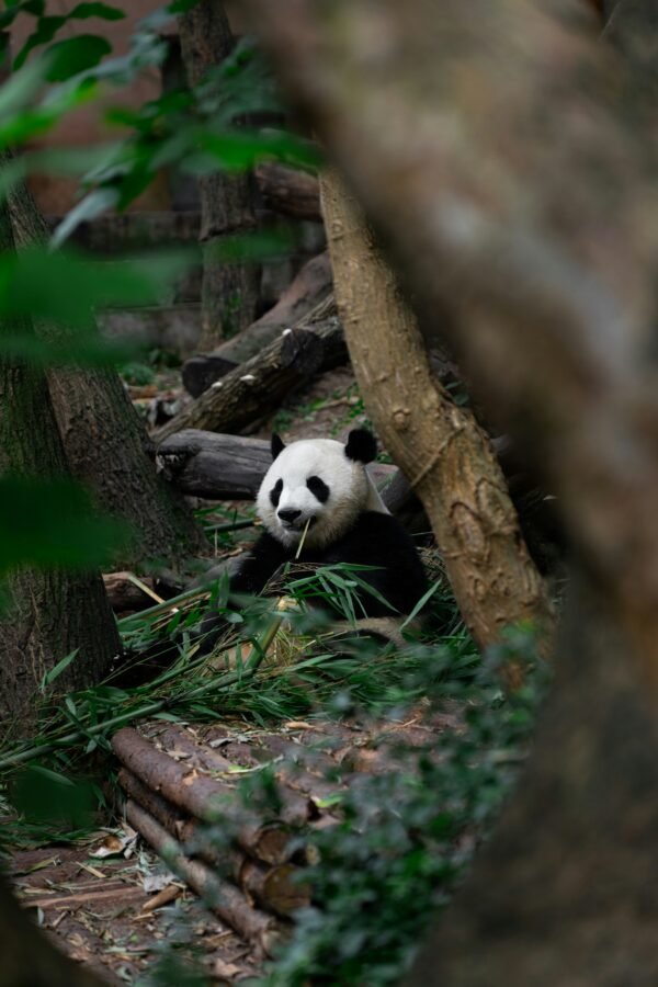 richard-tao-eE6XzJNjFJI-unsplash Private Half-Day Chengdu Panda Breeding Center Tour with Optional Tour Guide