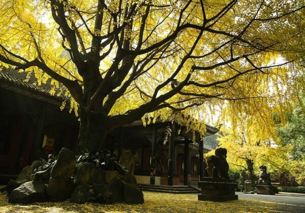 Chengdu: Private City Walking Tour with Food and Culture Stops