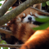 微信图片_20260802154035_11907_97 Chengdu Private Tour: Dujiangyan Panda Valley & Mount Qingcheng