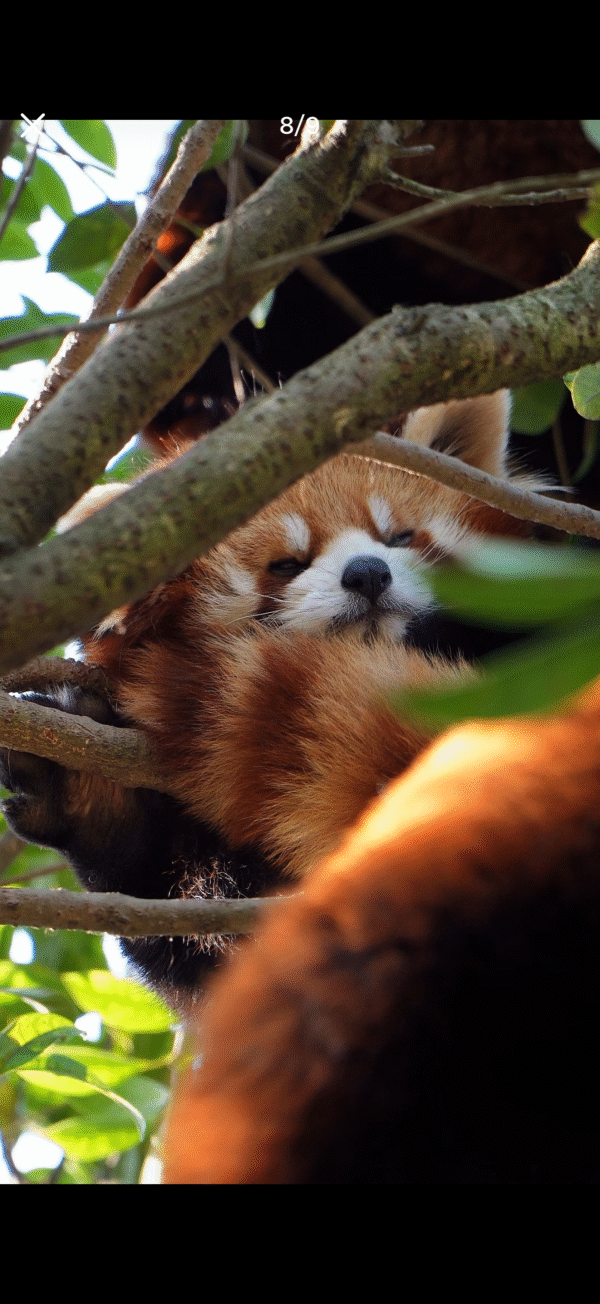 微信图片_20260802154035_11907_97 Chengdu Private Tour: Dujiangyan Panda Valley & Mount Qingcheng