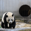 Chengdu: Private Dujiangyan Panda Base & Irrigation System Day Tour