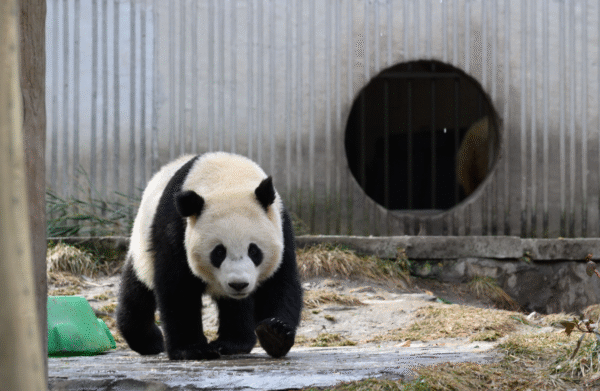 Chengdu: Private Dujiangyan Panda Base & Irrigation System Day Tour