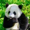 Chengdu Private Tour: Panda Base & Mount Qingcheng