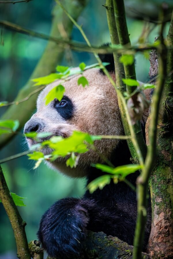 Chengdu Private Tour: Dujiangyan Panda Valley, Irrigation System & Guanxian Old Town