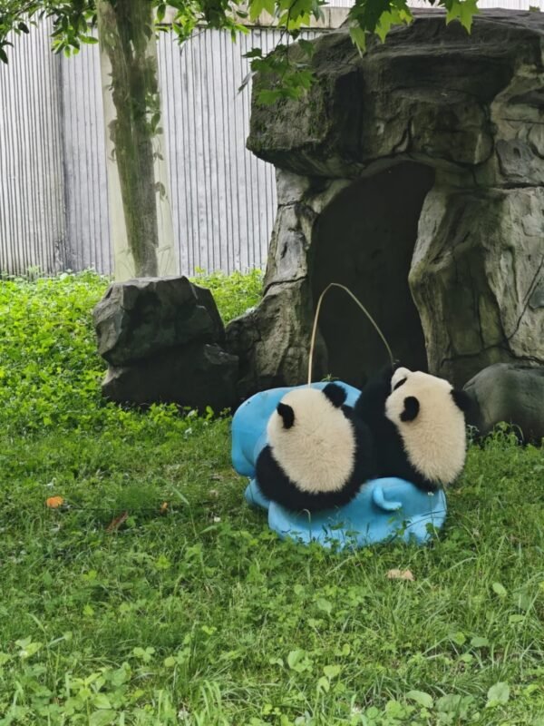 Chengdu Private Tour: Wolong Panda Base Day Trip