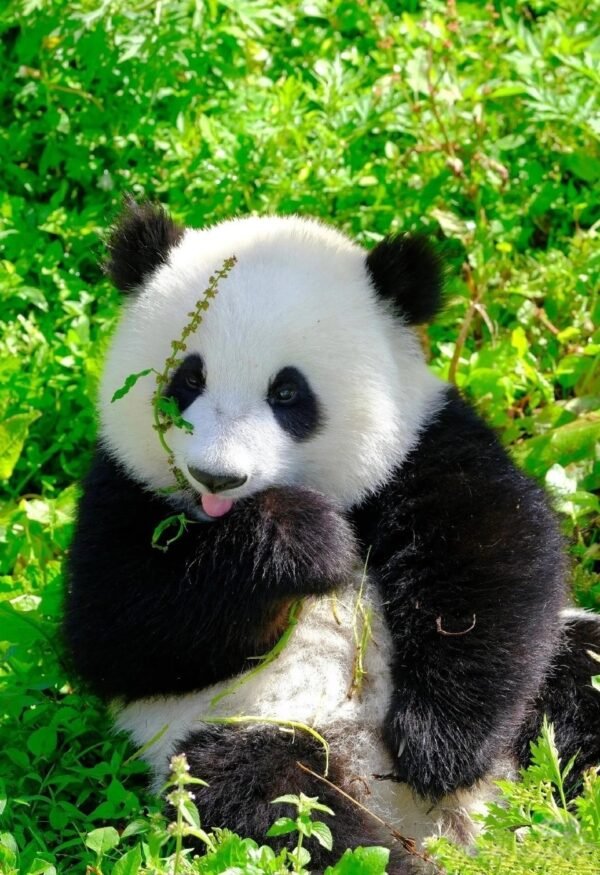 Chengdu Private Tour:Chengdu Panda Base & Leshan Giant Buddha