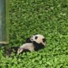 Chengdu Private Tour: Wolong Panda Base Day Trip