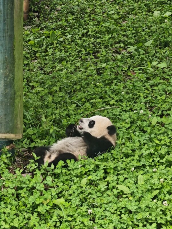 Chengdu Private Tour: Wolong Panda Base Day Trip