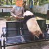 Chengdu Private Tour: Wolong Panda Base Volunteer Experience with Lunch