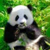 Chengdu Private Tour: Panda Base & Mount Qingcheng