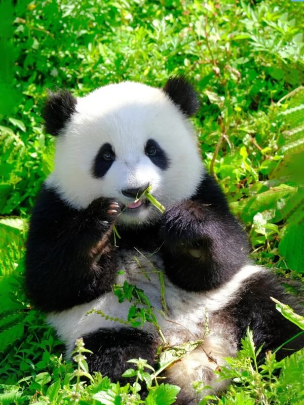 Chengdu Private Tour: Panda Base & Mount Qingcheng