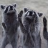 Chengdu Private Tour: Dujiangyan Panda Valley, Irrigation System & Guanxian Old Town