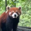 Chengdu Private Tour: Dujiangyan Panda Valley, Irrigation System & Guanxian Old Town
