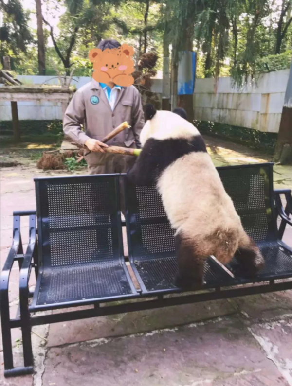 Chengdu Private Tour: Wolong Panda Base Volunteer Experience with Lunch