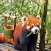 Chengdu Private Tour: Dujiangyan Panda Valley, Irrigation System & Guanxian Old Town