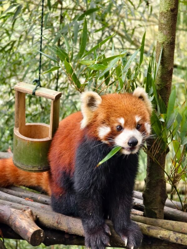Chengdu Private Tour: Dujiangyan Panda Valley, Irrigation System & Guanxian Old Town