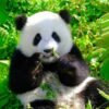 Chengdu Private Tour:Chengdu Panda Base & Leshan Giant Buddha