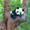 Chengdu Private Tour: Panda Base & Mount Qingcheng