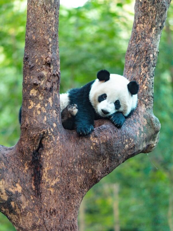Chengdu Private Tour: Panda Base & Mount Qingcheng