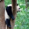 Chengdu Private Tour: Dujiangyan Panda Valley, Irrigation System & Guanxian Old Town
