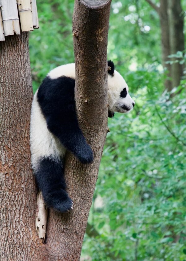 Chengdu Private Tour: Dujiangyan Panda Valley, Irrigation System & Guanxian Old Town