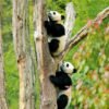 Chengdu Private Tour: Wolong Panda Base Day Trip