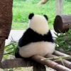 Chengdu Private Tour: Panda Base & Mount Qingcheng