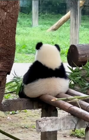 Chengdu Private Tour: Panda Base & Mount Qingcheng