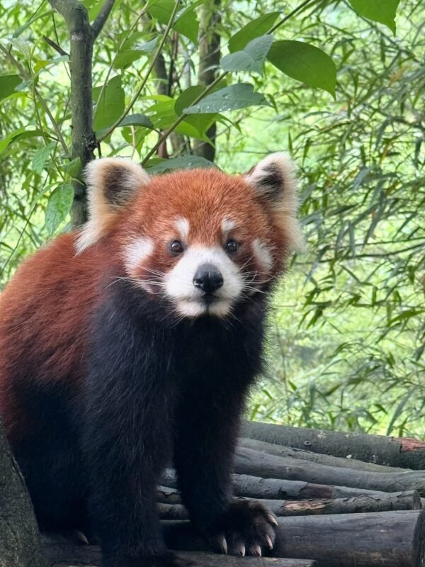 6 Chengdu Private Tour: Dujiangyan Panda Valley & Mount Qingcheng