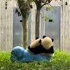 Chengdu Private Tour:Chengdu Panda Base & Leshan Giant Buddha