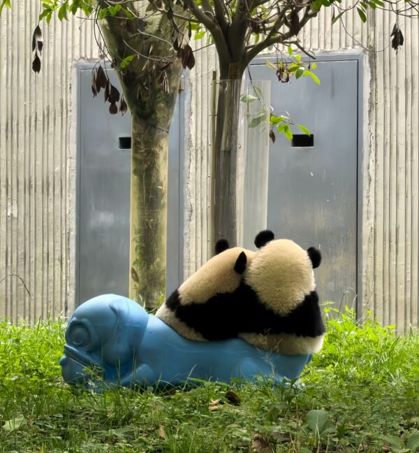 Chengdu Private Tour:Chengdu Panda Base & Leshan Giant Buddha