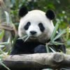 8 Chengdu Private Tour: Dujiangyan Panda Valley & Mount Qingcheng