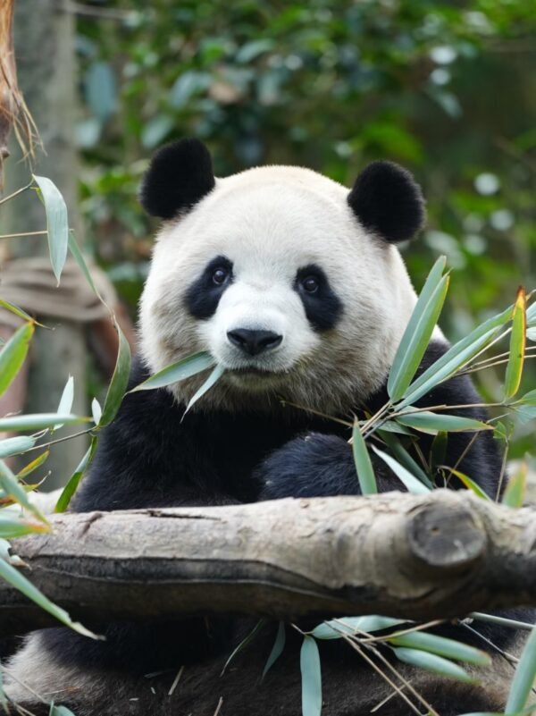 8 Chengdu Private Tour: Dujiangyan Panda Valley & Mount Qingcheng