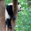 9 Chengdu Private Tour: Dujiangyan Panda Valley & Mount Qingcheng