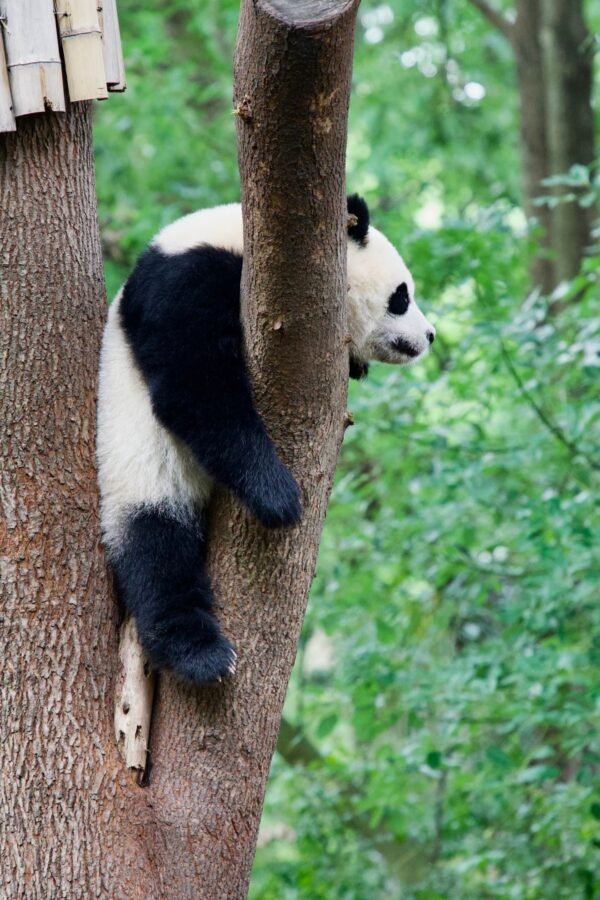9 Chengdu Private Tour: Dujiangyan Panda Valley & Mount Qingcheng