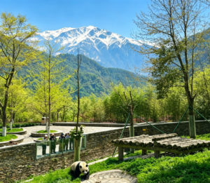Chengdu Private Tour: Wolong Panda Base Day Trip