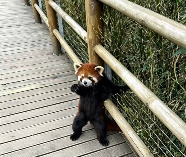 小熊猫 Chengdu Private Tour: Dujiangyan Panda Valley & Mount Qingcheng