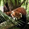 Chengdu Private Tour: Dujiangyan Panda Valley, Irrigation System & Guanxian Old Town