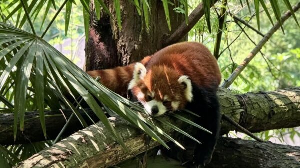 Chengdu Private Tour: Dujiangyan Panda Valley, Irrigation System & Guanxian Old Town