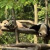 Chengdu Private Tour: Dujiangyan Panda Valley, Irrigation System & Guanxian Old Town