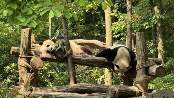Chengdu Private Tour: Dujiangyan Panda Valley, Irrigation System & Guanxian Old Town